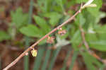 Smallflower pawpaw